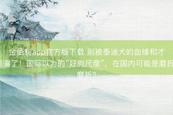 金佰利app官方版下载 别被泰迪犬的血缘和才能骗了！国际以为的“好狗尺度”，在国内可能是磨折？